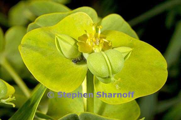 euphorbia dendroides 5 graphic